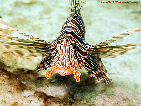 Fl&uuml;gelrossfisch