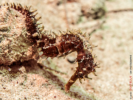 dorniges Seepferdchen