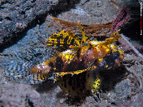 Shortfin-Lionfish